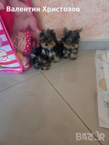 йоркширски териер мини йорки , снимка 1