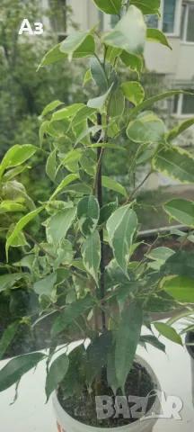 Продавам бенджамини, пъстри листа, 4 бр налични, снимка 9 - Стайни растения - 49961789
