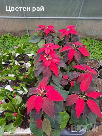 РАЗПРОДАЖБА на Коледна звезда , снимка 2 - Стайни растения - 52455331