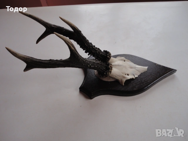 Страхотен ловен трофей рога 16, снимка 7 - Ножове - 54087398