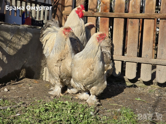 Продавам разплодни яйца от Брама Изабела/Brahma Isabella, снимка 5 - Кокошки и пуйки - 50242130