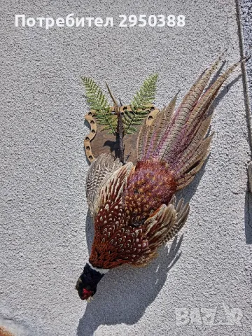 Препариран мъжки фазан , снимка 5 - Други - 50081102