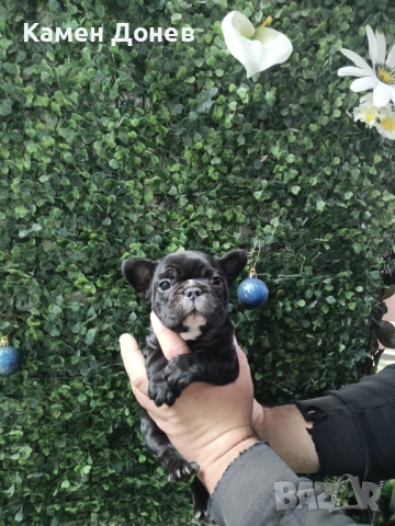 Френски булдог , снимка 8 - Френски булдог - 52906488
