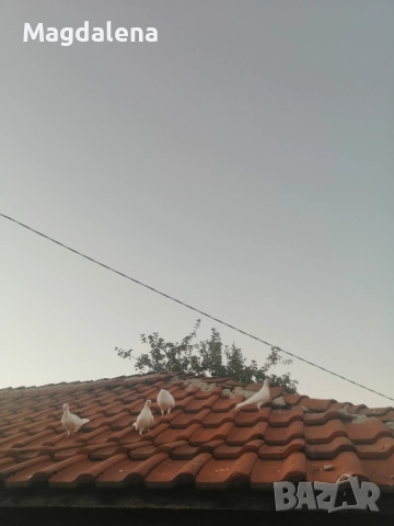 Продавам пощенски гълъби, снимка 4 - Гълъби - 51291844