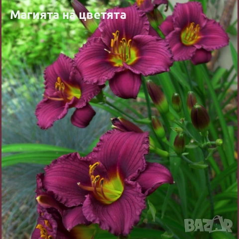 Хемерокалис Little grapette корен, снимка 2 - Градински цветя и растения - 54137714