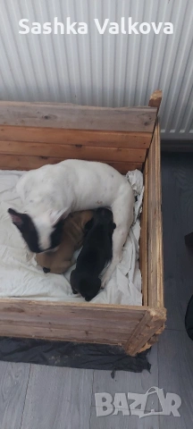 Френски булдочета за продан!, снимка 9 - Френски булдог - 53263899