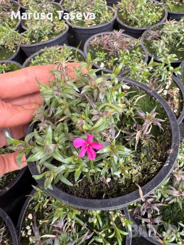 Флокс цикламен и светло син. , снимка 2 - Градински цветя и растения - 53818163