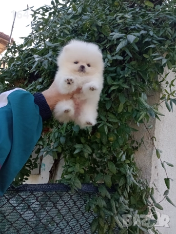 Бял Померан. Мини момченце., снимка 5 - Померан - 52848139