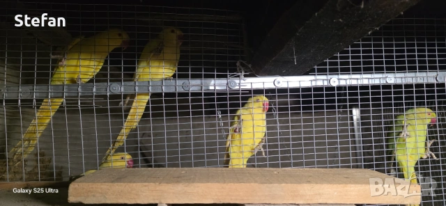 Малък Александър заменям, снимка 4 - Папагали - 53824535