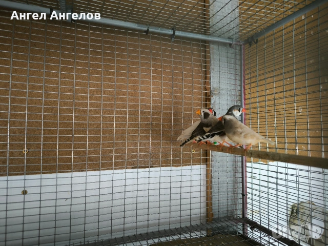 зеброви амадини , снимка 6 - Амадини - 53218756