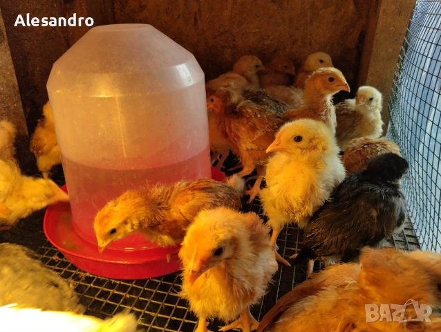 Пилета общоползвателни и бройлерчета, снимка 6 - Кокошки и пуйки - 54164895