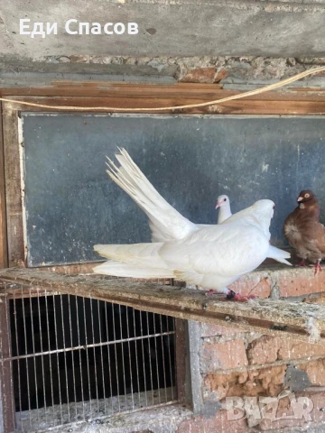 Продавам пощенци на жълт капак и бели бургаски, снимка 1