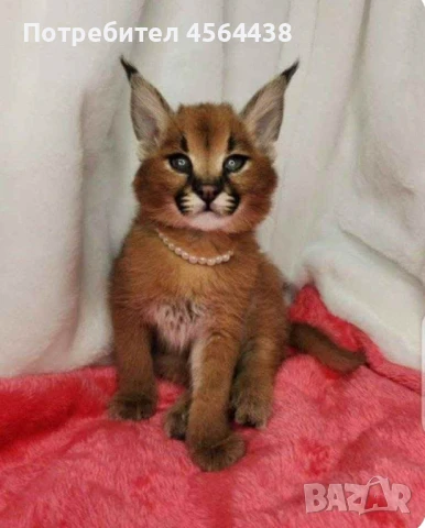 Наличен сервал каракал f1 Каракал със савана f1 котенца