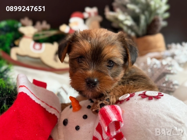 Мини Голдън йорки 