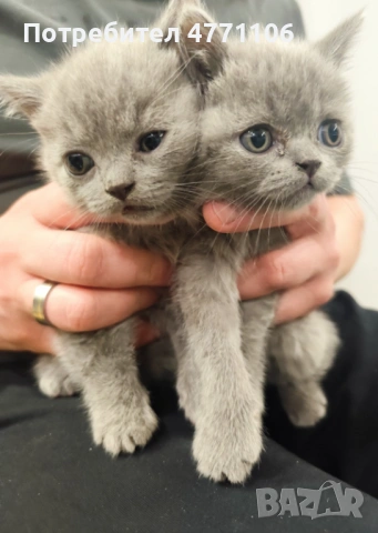 Британски късокосмести женски котета, снимка 9 - Британска късокосместа - 53904101