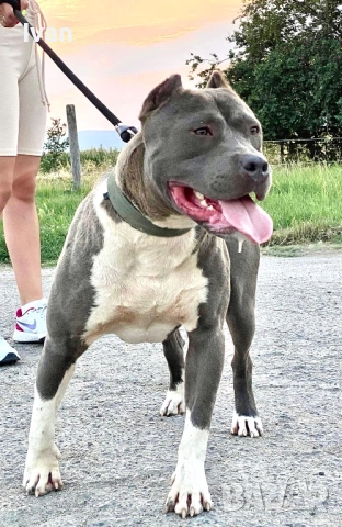 Питбул момиче, снимка 4 - Питбул - 52898884