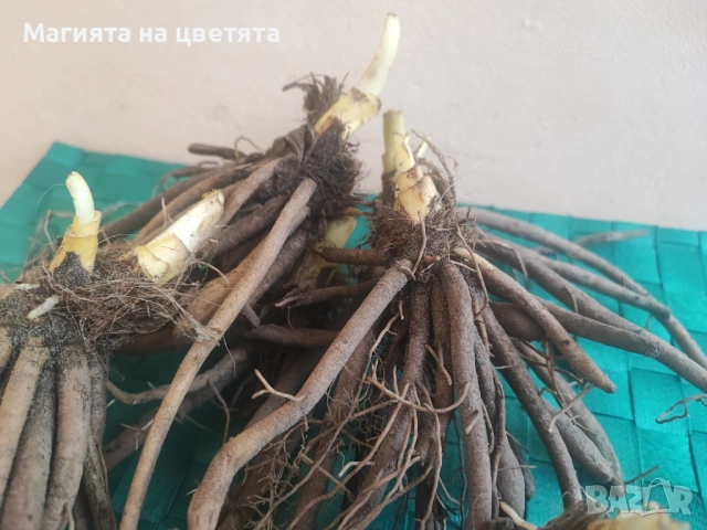 Хемерокалис Little grapette корен, снимка 3 - Градински цветя и растения - 54137714