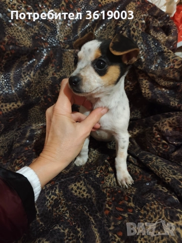 Пинчер , снимка 4 - Пинчер - 52787653