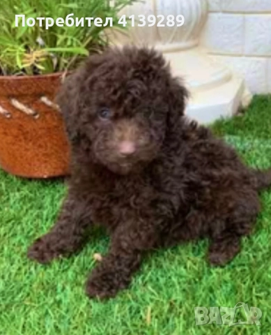 Пудел мини , снимка 6 - Пудели - 52754682