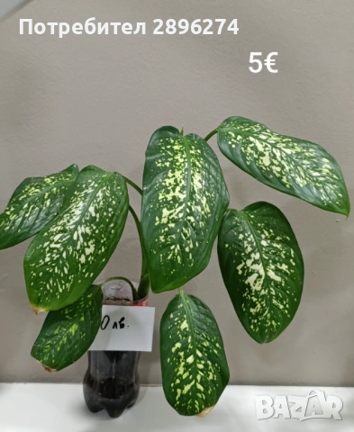  Дифенбахия, Сентполия, Алое вера, снимка 14 - Стайни растения - 46264327