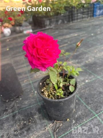 рози , снимка 9 - Градински цветя и растения - 50330660