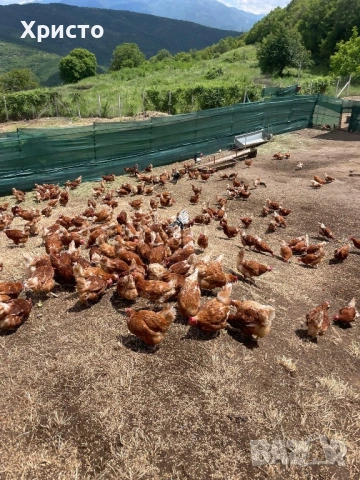 Кокошки носачки