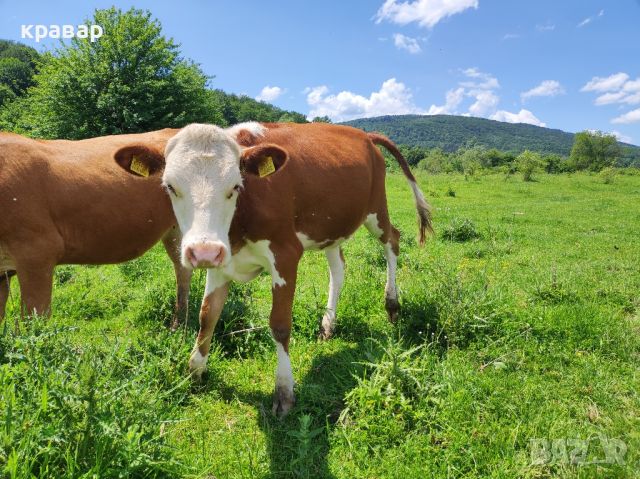 Продавам Крави, Юници и женски телета, снимка 13 - Крави - 45063387