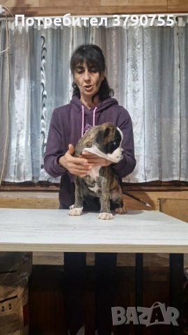 Боксер , снимка 8 - Боксер - 53012002