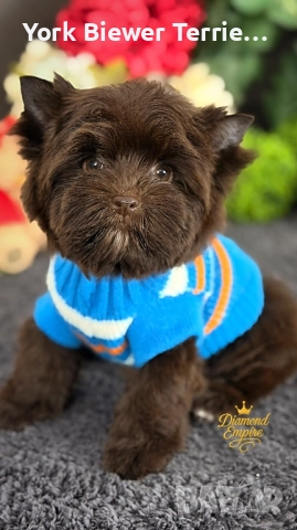 ЙоркширскИ териеР! Сладур с родословие за семейство с деца! Доставка 