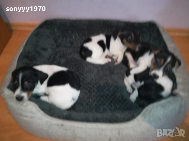 ДЖАК РЪСЕЛ КУЧЕНЦА-ЖЕНСКО ИЛИ МЪЖКО 0410251719, снимка 17 - Джак ръсел териер - 51944592