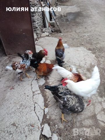 Продавам петли, снимка 3 - Кокошки и пуйки - 51911056