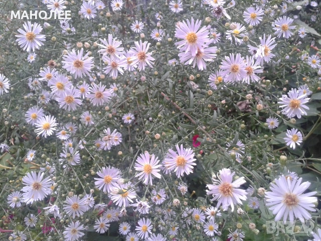 Астри   -звездел