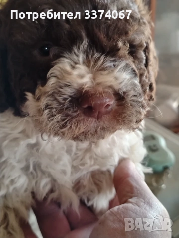 Логото , снимка 6 - Други - 54182367