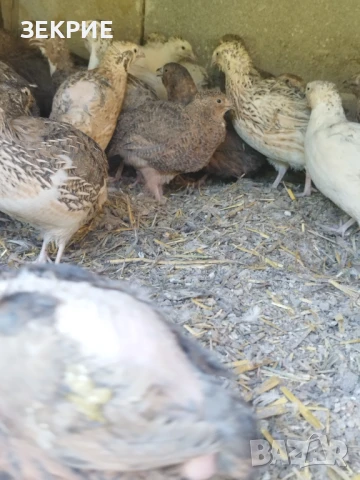 Продавам Домашни Оплодени  Яйца  от Пъдпъдъци , снимка 7 - Други - 46928739