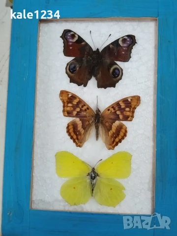 Пеперуди. Препарирани. Рамка. Естествени. Ръчно изработени 