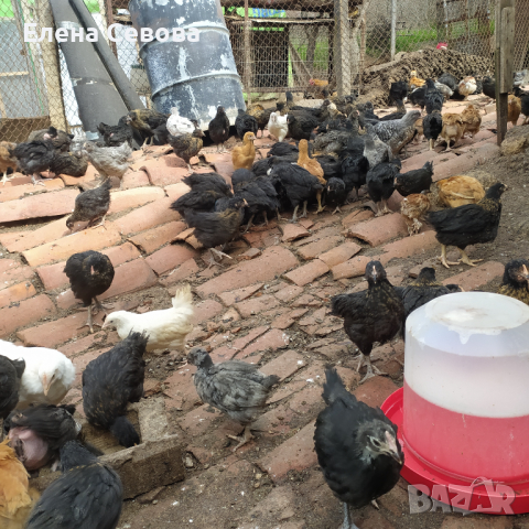 Продавам пилета супер харко женски и старозагорска кръстоска на 2 месеца , снимка 3 - Кокошки и пуйки - 44954002