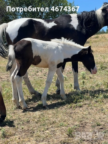 продавам кобила на 4 години кротка и конче на 9 месеца 