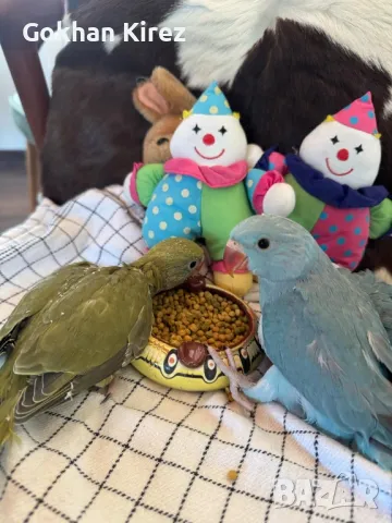 Папагали Малък Александър, снимка 5 - Папагали - 49697096
