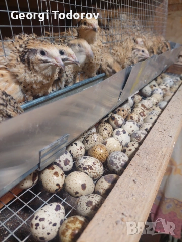 Оплодени пъдпъдъчи яйца