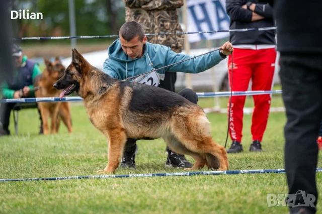 Продавам Малки Немски Овчарки, снимка 7 - Други - 51317897