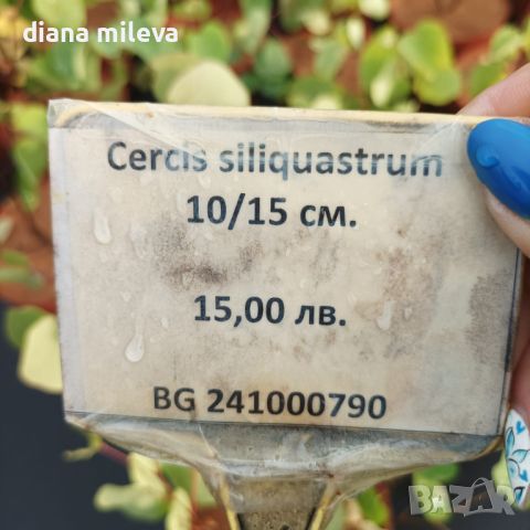 Церцис, Див Рошков, Дърво на Юда, Сercis siliquastrum, снимка 8 - Градински цветя и растения - 46601219