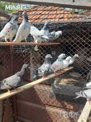 Продавам пакистански гълъби, снимка 5 - Гълъби - 46445772