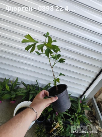 Гинко билоба, снимка 4 - Разсади - 46308277