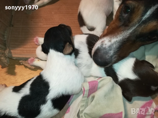 ДЖАК РЪСЕЛ-250ЛВ ЗА СЛАДКО КУТРЕ ПО ИЗБОР 2508251815, снимка 16 - Джак ръсел териер - 51486615