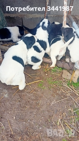 Каракачанки кучета 