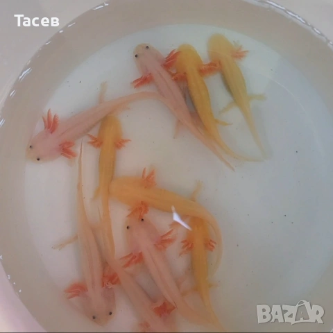 Аксолотъл 10см