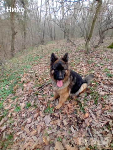 Немски овчарки , снимка 13 - Немска овчарка - 52176583