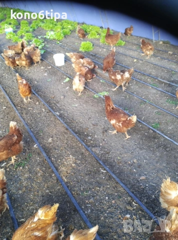 кокошки носачки, снимка 3 - Кокошки и пуйки - 53145491