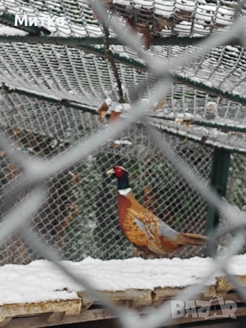 Фазани,токачки,японки, снимка 8 - други­ - 53499575