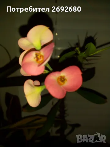 Христов венец/Исусов венец/цени в описанието , снимка 4 - Стайни растения - 48925731